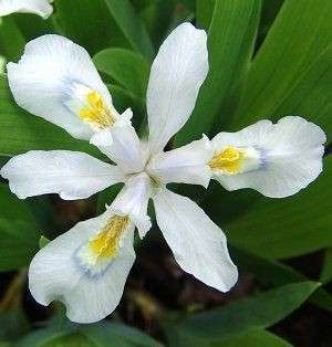 Iris - cristata Alba